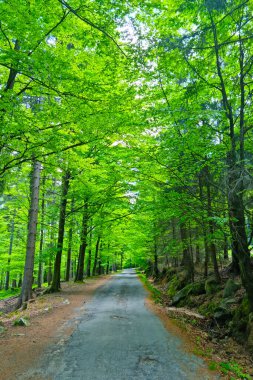 Yaz ormanındaki yeşil ağaçlar boyunca güzel bir yol.