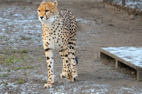 Close Beautiful Cheetah Cheetah Carnivorous Mammal Cat Family Fastest All — Stock Photo, Image