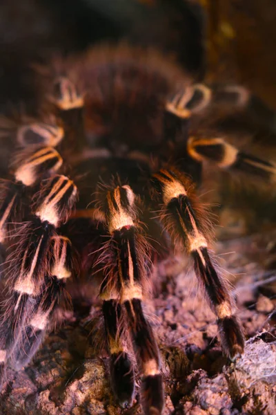 Seçici odaklanma, vahşi doğadaki büyük bir örümceğin görüntüsü.