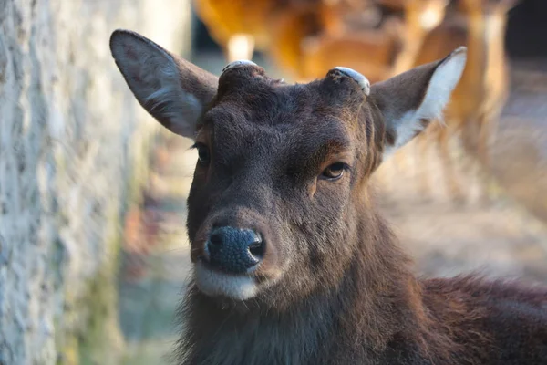 Close Beautiful Young Deer Wildlife — Photo