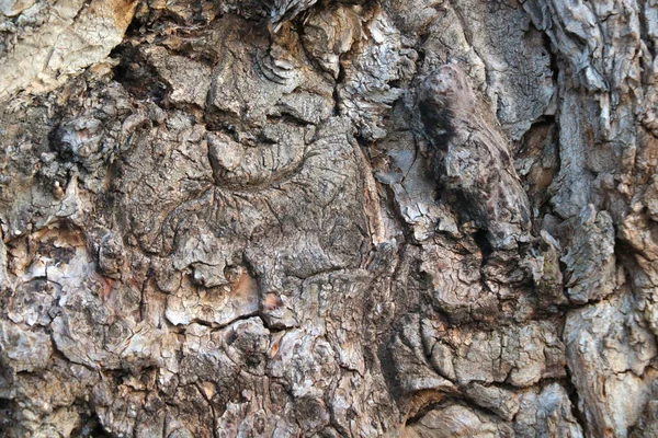 Primo Piano Della Corteccia Del Vecchio Albero Struttura Dell Albero — Foto Stock