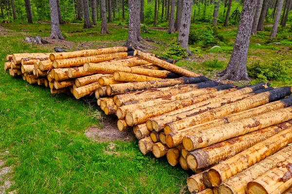 Deforestación Suelo Yacen Troncos Árboles Talados — Foto de Stock