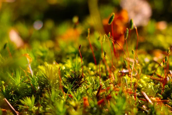 苔藓纹理 莫斯背景 绿色苔藓在咕了所有的纹理 — 图库照片