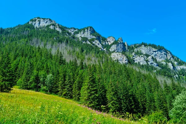 Prachtig Uitzicht Groene Bergen Een Zonnige Dag — Stockfoto