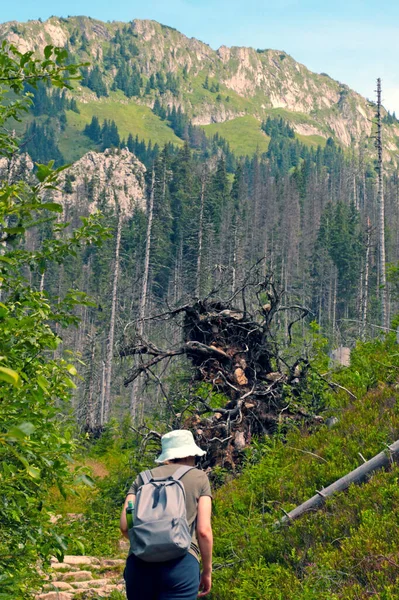 Het Meisje Beklimt Bergen Actieve Levensstijl Berg Beklimmen — Stockfoto