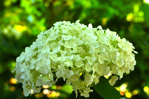 Lehce Kvetoucí Větev Hortenzií Letním Parku Pozadí Přírody — Stock fotografie