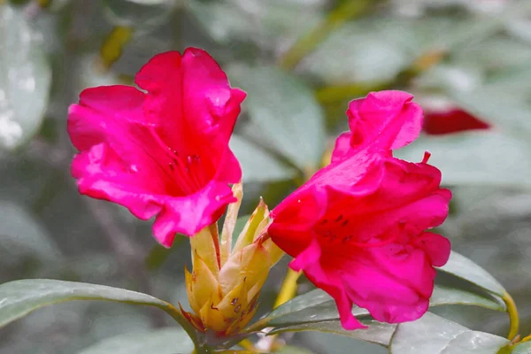 Ramo Rosso Fiorito Rododendro Nel Parco Primavera — Foto Stock