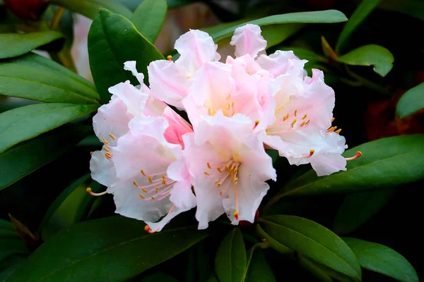 Beautiful Flowering Branch Rhododendron Spring Garden —  Fotos de Stock