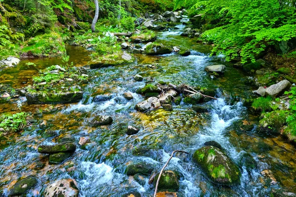Small Stream Cold Clear Water Flows Stones Forest —  Fotos de Stock