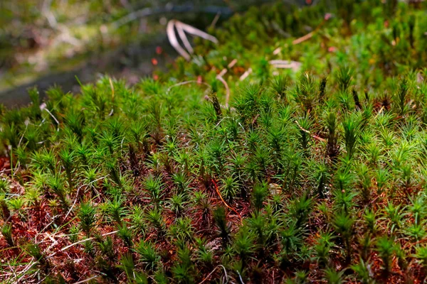 Άποψη Των Όμορφων Πράσινων Κόκκινων Βρύων Στο Δάσος Φθινόπωρο — Φωτογραφία Αρχείου