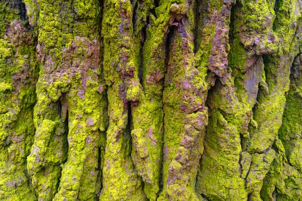 Close Casca Uma Árvore Coberta Com Musgo Verde — Fotografia de Stock