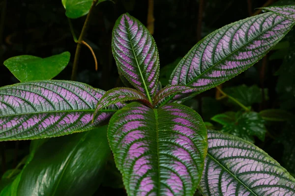 Schöne Blätter Einer Verbrannten Pflanze Hintergrund — Stockfoto