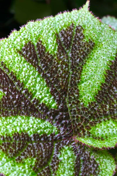 Close Beautiful Green Leaf Houseplant — 스톡 사진