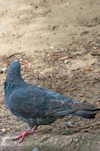 Közelkép Egy Gyönyörű Galambról Parkban — Stock Fotó