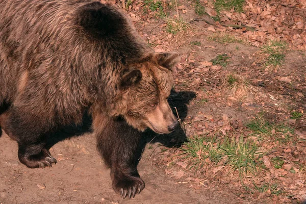 Zbliżenie Dużego Niedźwiedzia Brunatnego Parku Dla Zwierząt — Zdjęcie stockowe
