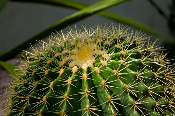 Gyönyörű Zöld Kaktusz Nagy Tűkkel Évelő Virágos Növények Szegfűszegvirágúak Rendjébe — Stock Fotó