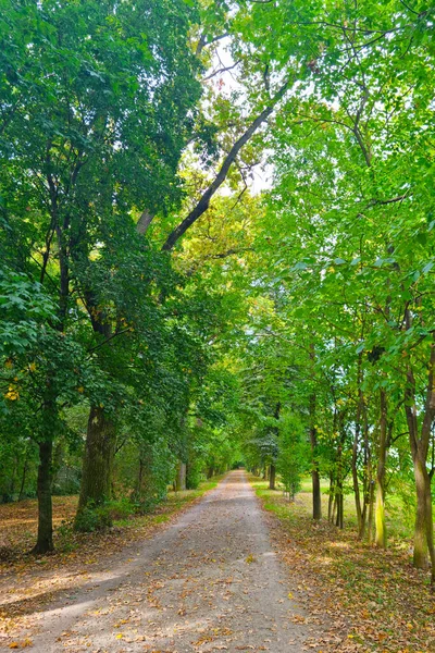 Hermoso Callejón Verde Largo Los Árboles Verdes Primavera — Foto de Stock