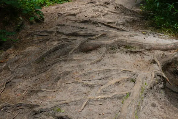 Les Grandes Racines Arbre Sortent Sol Dans Forêt — Photo