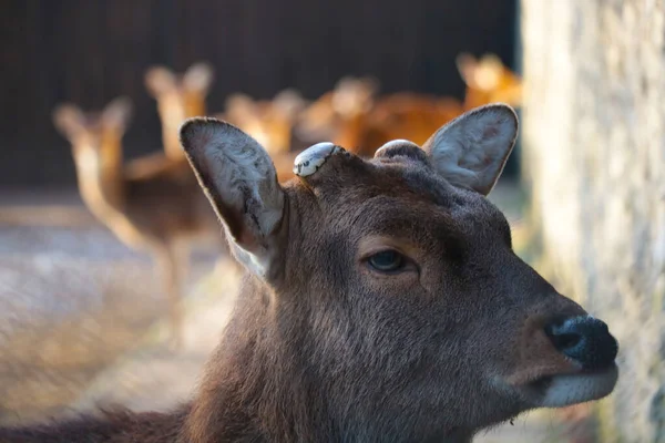 View Young Deer Antlers Wild — Photo