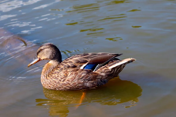 Beautiful Wild Duck Swims Lake Wildlife —  Fotos de Stock