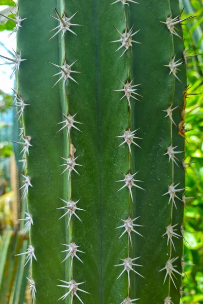 Közelkép Egy Gyönyörű Zöld Kaktuszról Tűkkel Trópusokon — Stock Fotó