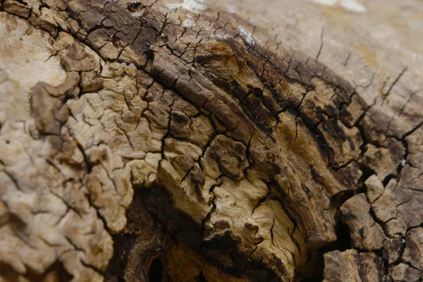 Close Wooden Texture Tree Trunk Background — Foto de Stock