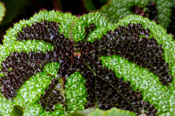 室内植物叶子的特写 — 图库照片