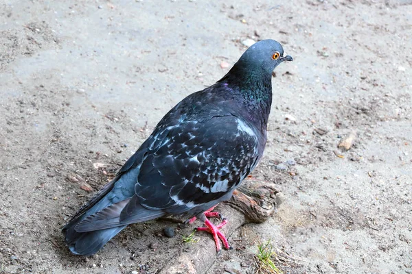 Close Beautiful Blue Pigeon Urban Bird — Foto de Stock