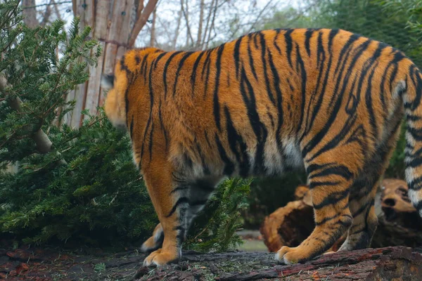 Close Beautiful Tiger Wild Greenery — стоковое фото