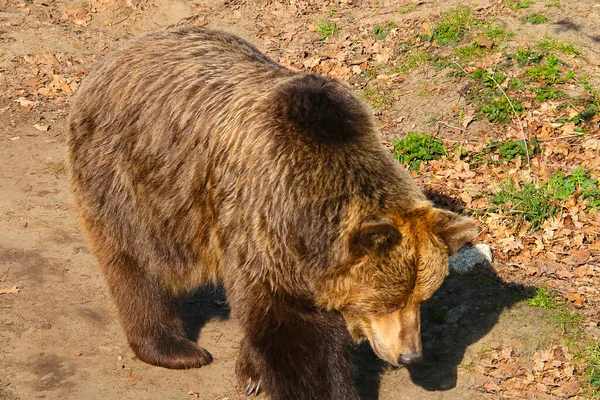 Άποψη Μιας Μεγάλης Καφέ Αρκούδας Στο Δάσος Άγρια Ζωή — Φωτογραφία Αρχείου