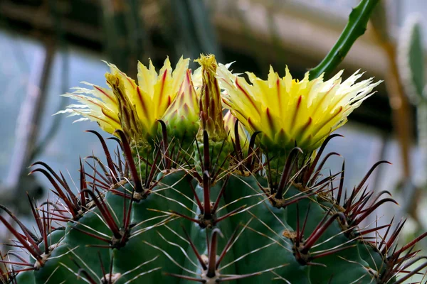 Close Cacto Florido Com Grandes Flores Amarelas — Fotografia de Stock