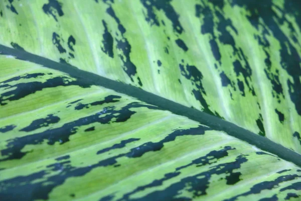 Вибірковий Фокус Красиво Зелене Листя Тропічна Рослина — стокове фото