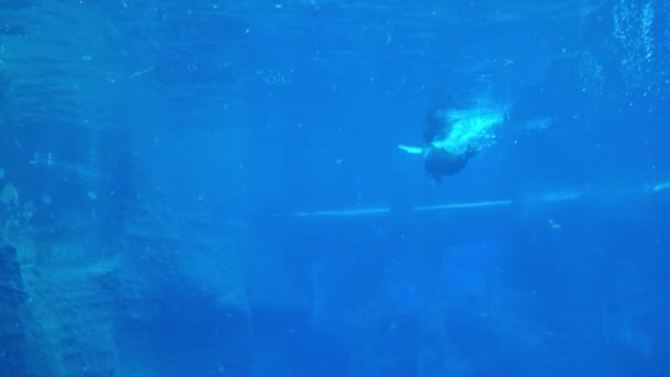 Underwater Shot Swimming Seal Water — Stock Video