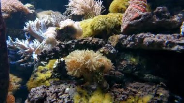 Denizin ya da okyanusun dibindeki mercanların güzel sualtı görüntüsü.