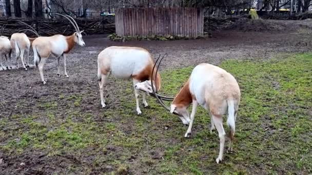 Two Antelopes Grappled Horns Park — ストック動画