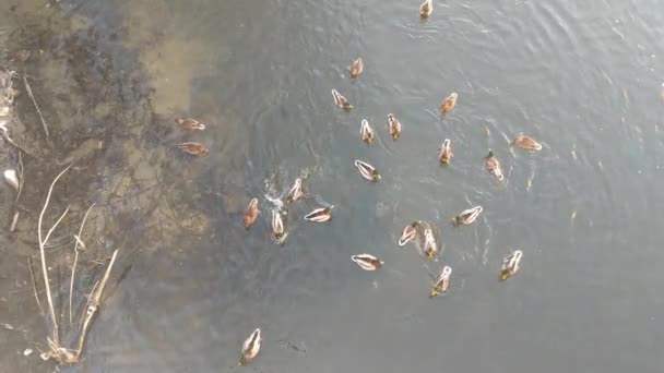 Blick Von Oben Auf Schwimmende Enten Wasser — Stockvideo