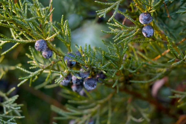 Beautiful Young Green Juniper Branch Park Spring — Stock Photo, Image