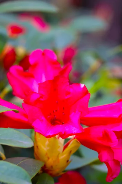 Primer Plano Rododendro Floreciente Parque Primavera —  Fotos de Stock