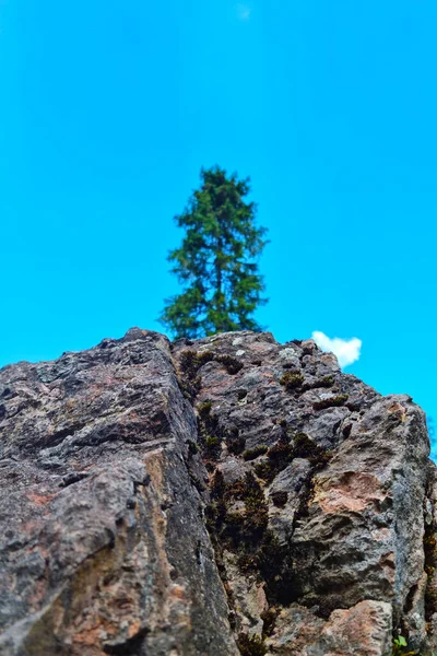 Selective Focus Green Tree Grows Top Cliff Blue Sky Sunny — стоковое фото