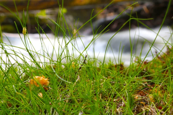 Selective Focus Young Green Grass Spring Forest — Stock Photo, Image