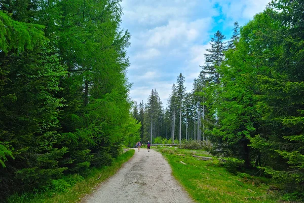 Bela Floresta Verde Nas Montanhas Pessoas Caminham Nas Montanhas — Fotografia de Stock