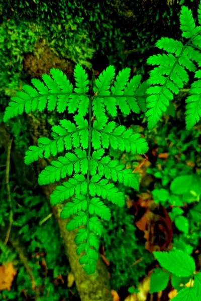 Top View Green Fern Forest Background Nature — Foto de Stock