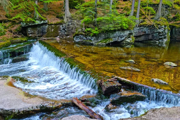 Piccolo Fiume Scorre Una Bellissima Foresta Verde — Foto Stock