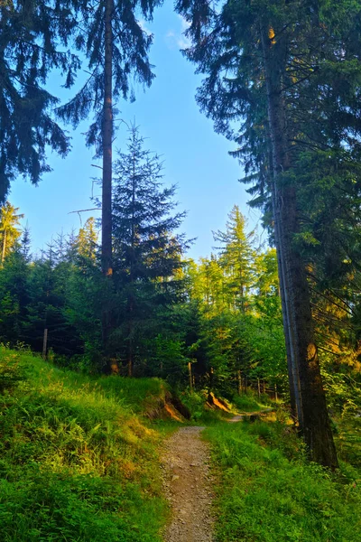 Gyönyörű Festői Túraútvonal Zöld Erdőben — Stock Fotó