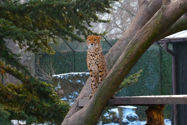 Cheetah Sits Tree Fast Animal — Stock Photo, Image