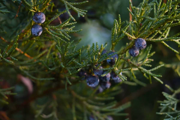 Young Green Branch Juniper Park — Stock Photo, Image