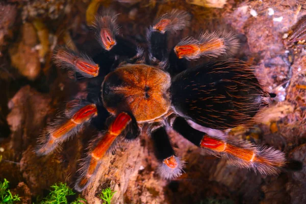 Close Van Een Grote Spin Gevaarlijke Insecten — Stockfoto