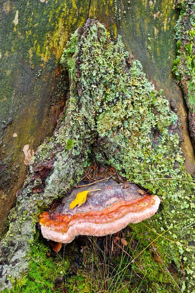 Tronco Uma Árvore Velha Cresce Cogumelo Com Musgo — Fotografia de Stock