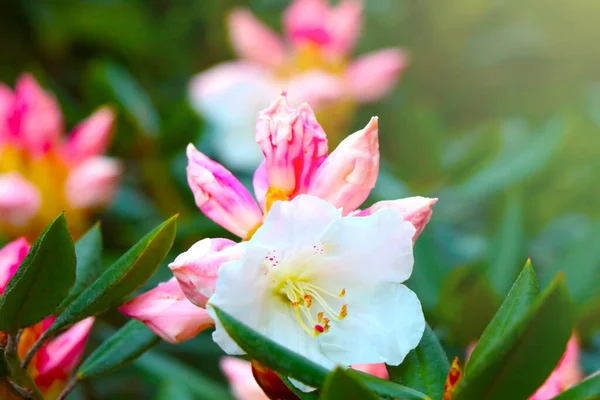 Giovani Rami Azalee Fiorite Nel Parco Primavera — Foto Stock