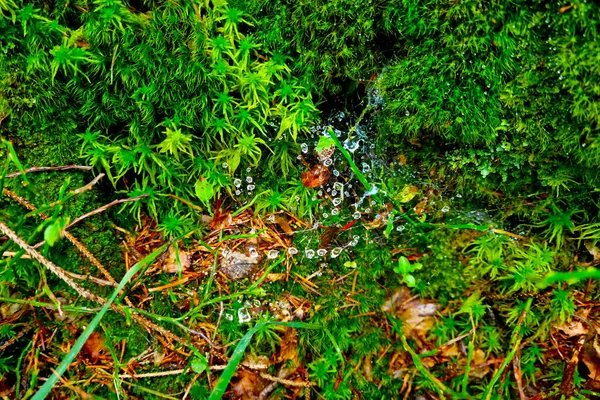 Beautiful Green Moss Forest Background Nature — Photo